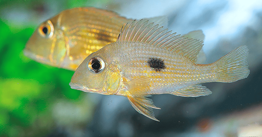 Geophagus cf. camopiensis „Araguari“