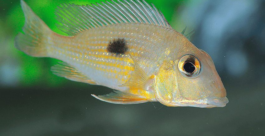 Geophagus cf. camopiensis „Araguari“