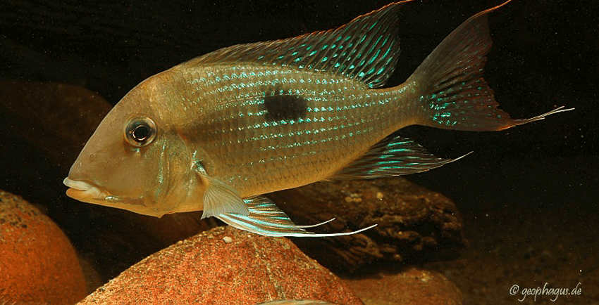 Geophagus cf. camopiensis „Araguari“