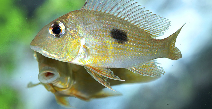 Geophagus cf. camopiensis „Araguari“