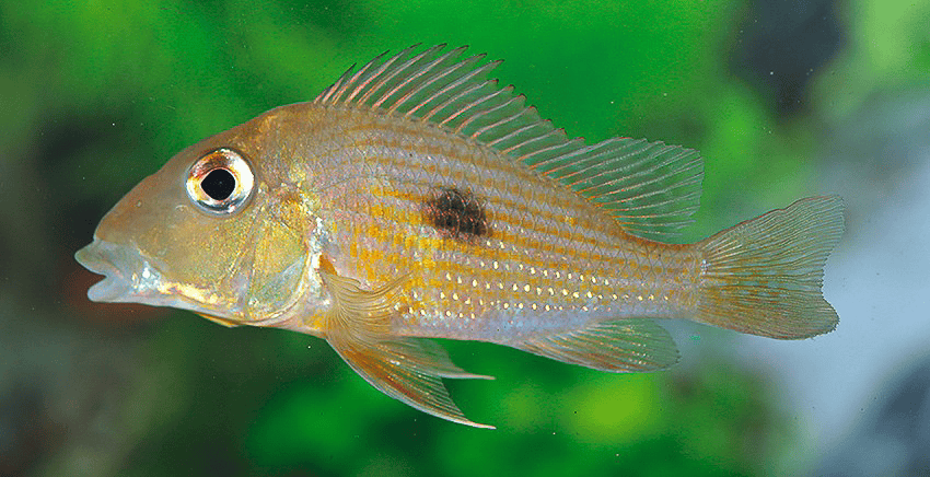 Geophagus cf. camopiensis „Araguari“
