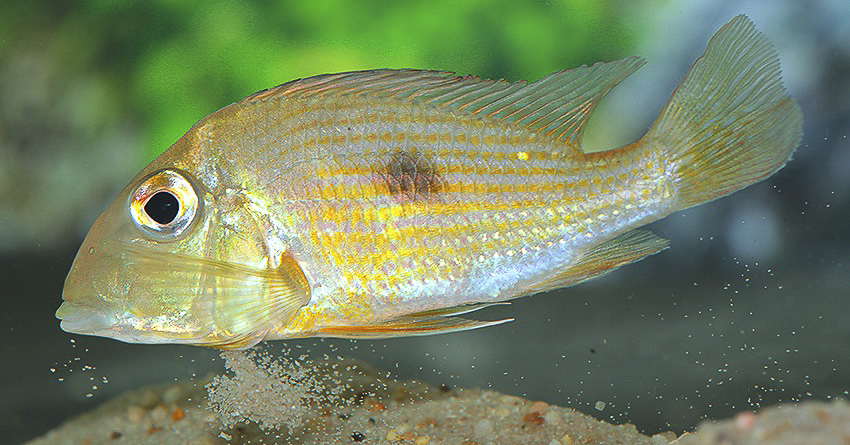 Geophagus cf. camopiensis „Araguari“