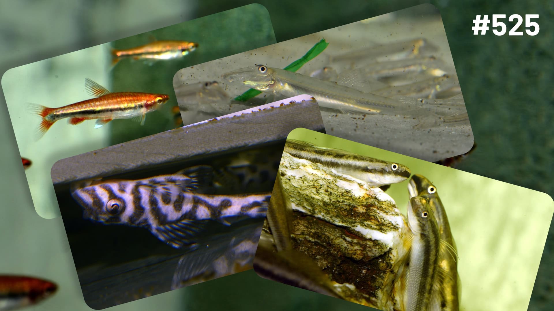 Raritäten & Neuimporte im Fokus Vol. 525