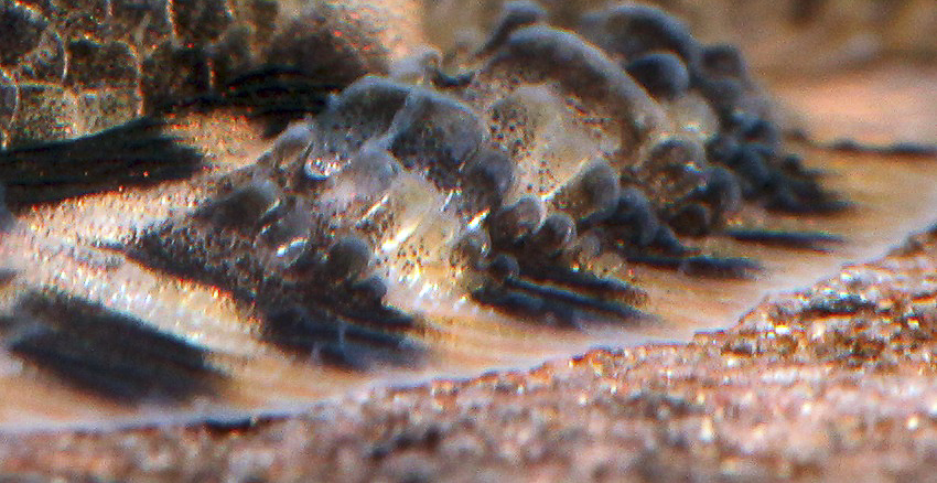 Sewellia patella