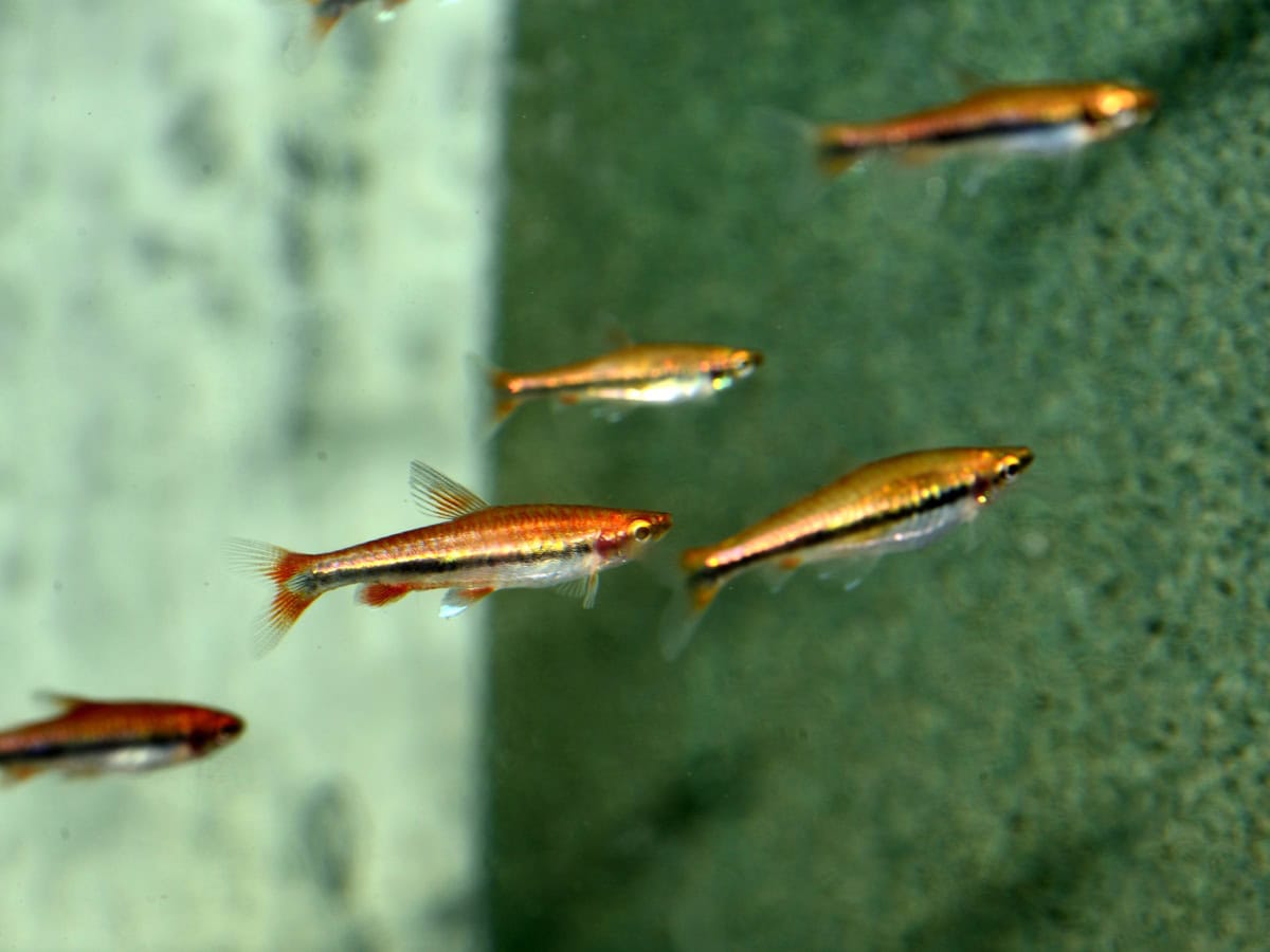 Nannostomus beckfordi "Kupfer" - Längsband-Ziersalmler-Kupfer, NZ