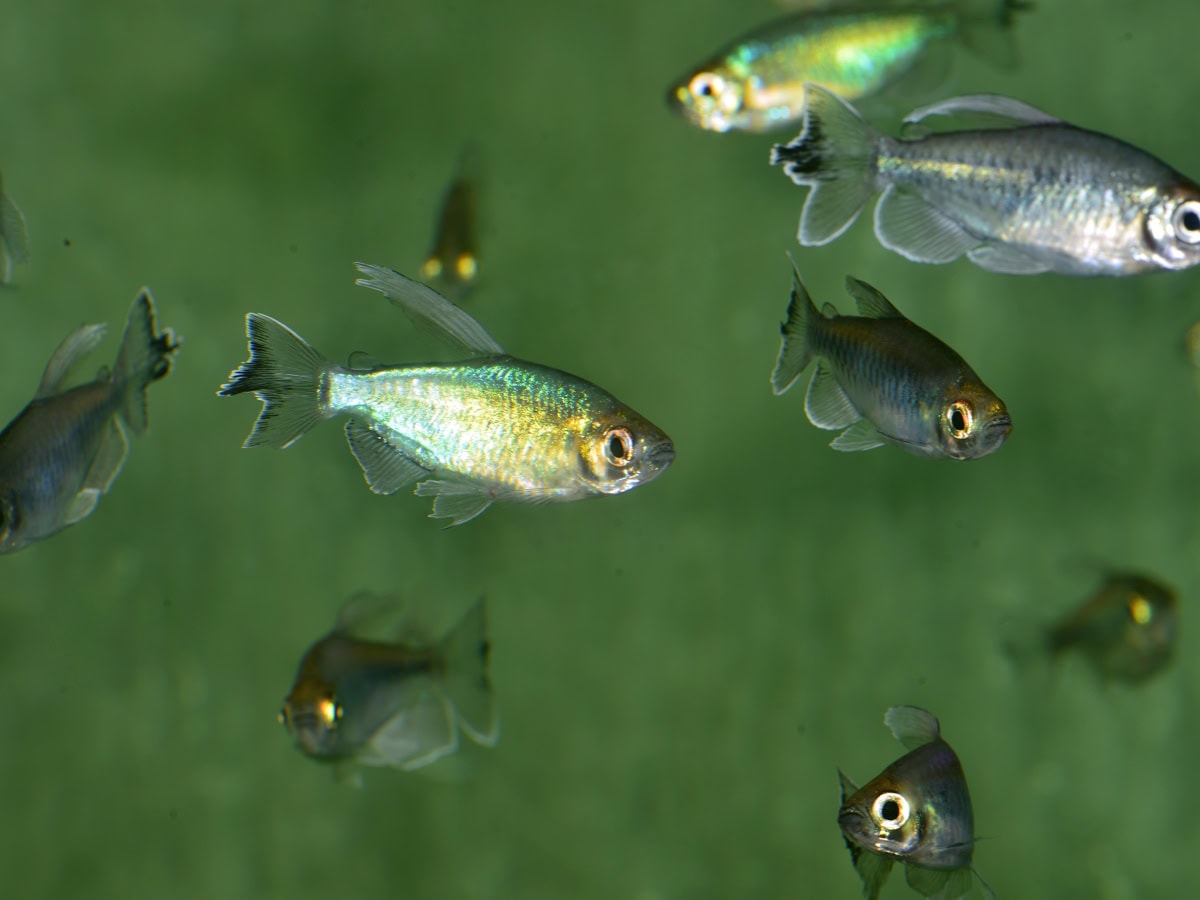 Phenacogrammus interruptus - Kongosalmler, NZ