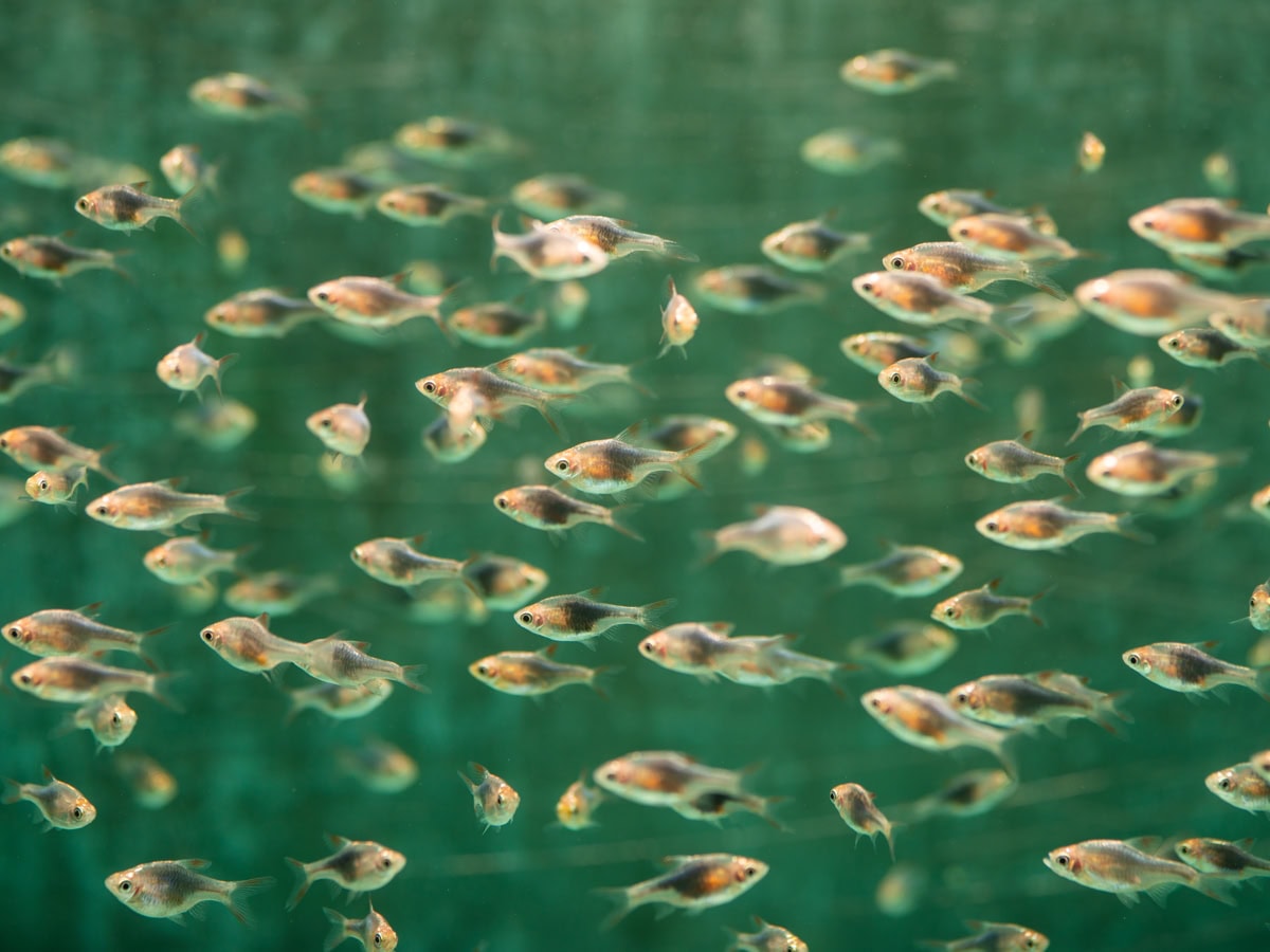 Trigonostigma heteromorpha "Blue" - Keilfleckbarbe-Blau-Schwarz, NZ