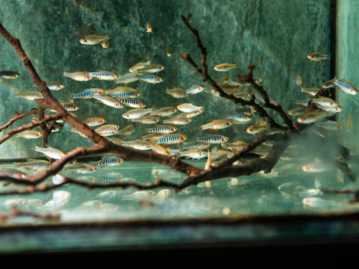 Celestichtys erythromicron - Quergestreifter Zwergbärbling, NZ