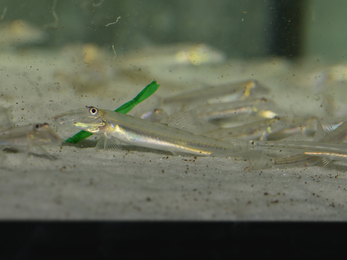 Acantopsis rungthipae - Pferdekopfschmerle, WF