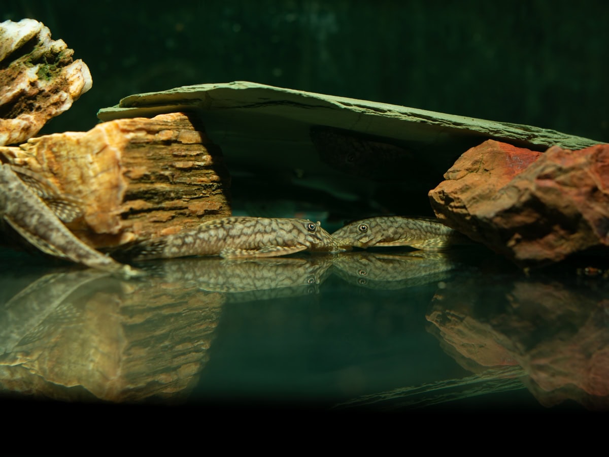 Ancistrus sp. "Rio AmaparI" - Amapari-Antennenwels, WF-BRA