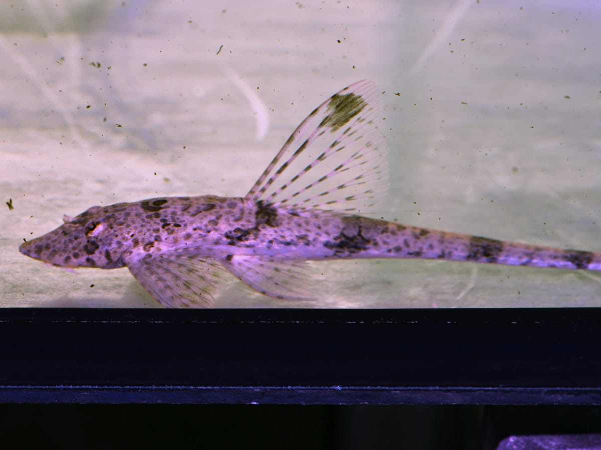 Rineloricaria formosa - Atabapo-Prachthexenwels, WF