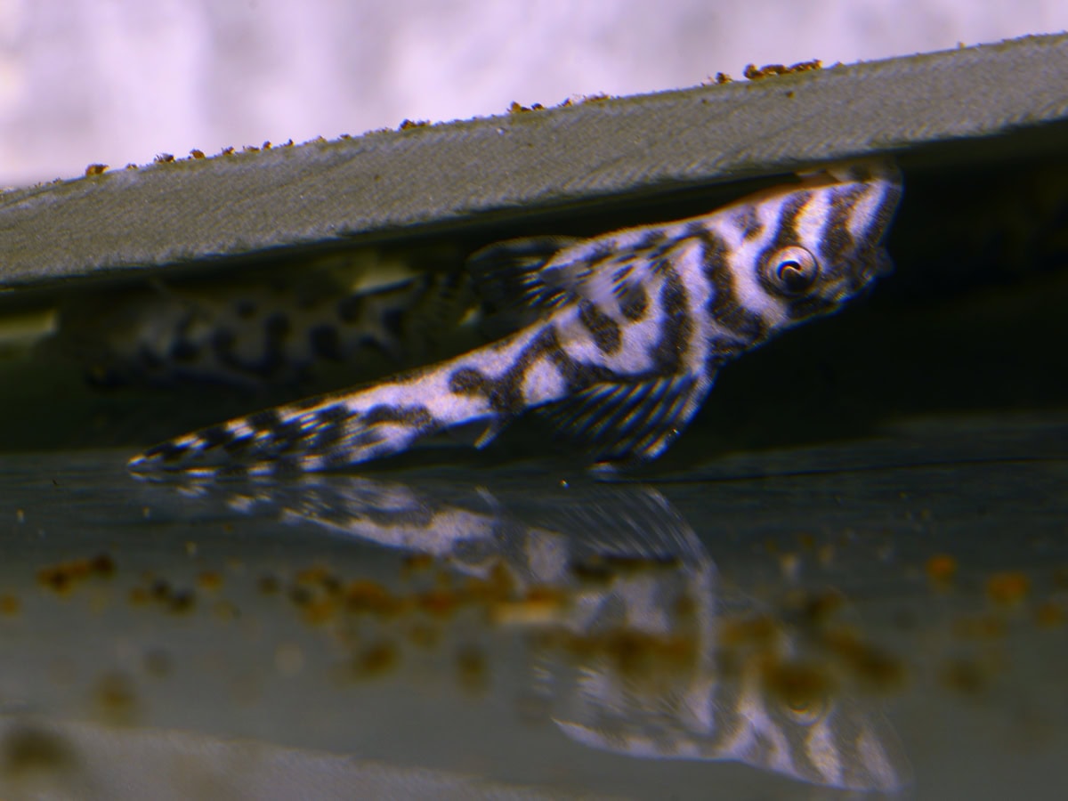 Hypancistrus seideli "L400" - L 400 Großer Ozelot-Pleco, DNZ