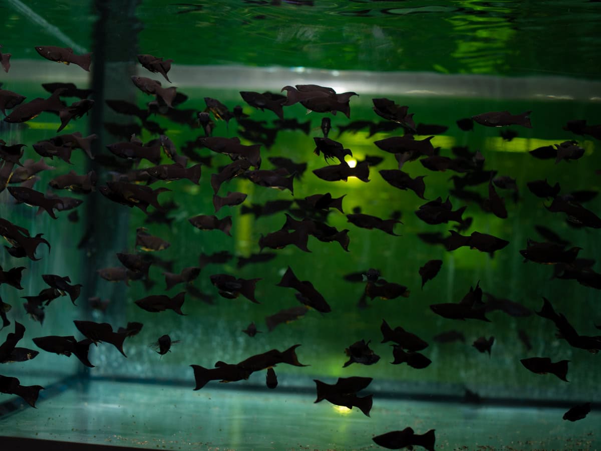 Poecilia sphenops "Black" - Blackmolly, NZ-VNM