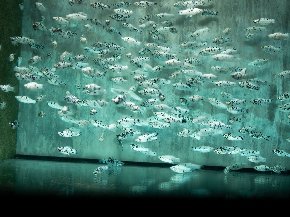 Poecilia latipinna "Dalmatiner" - Scheckenmolly, NZ