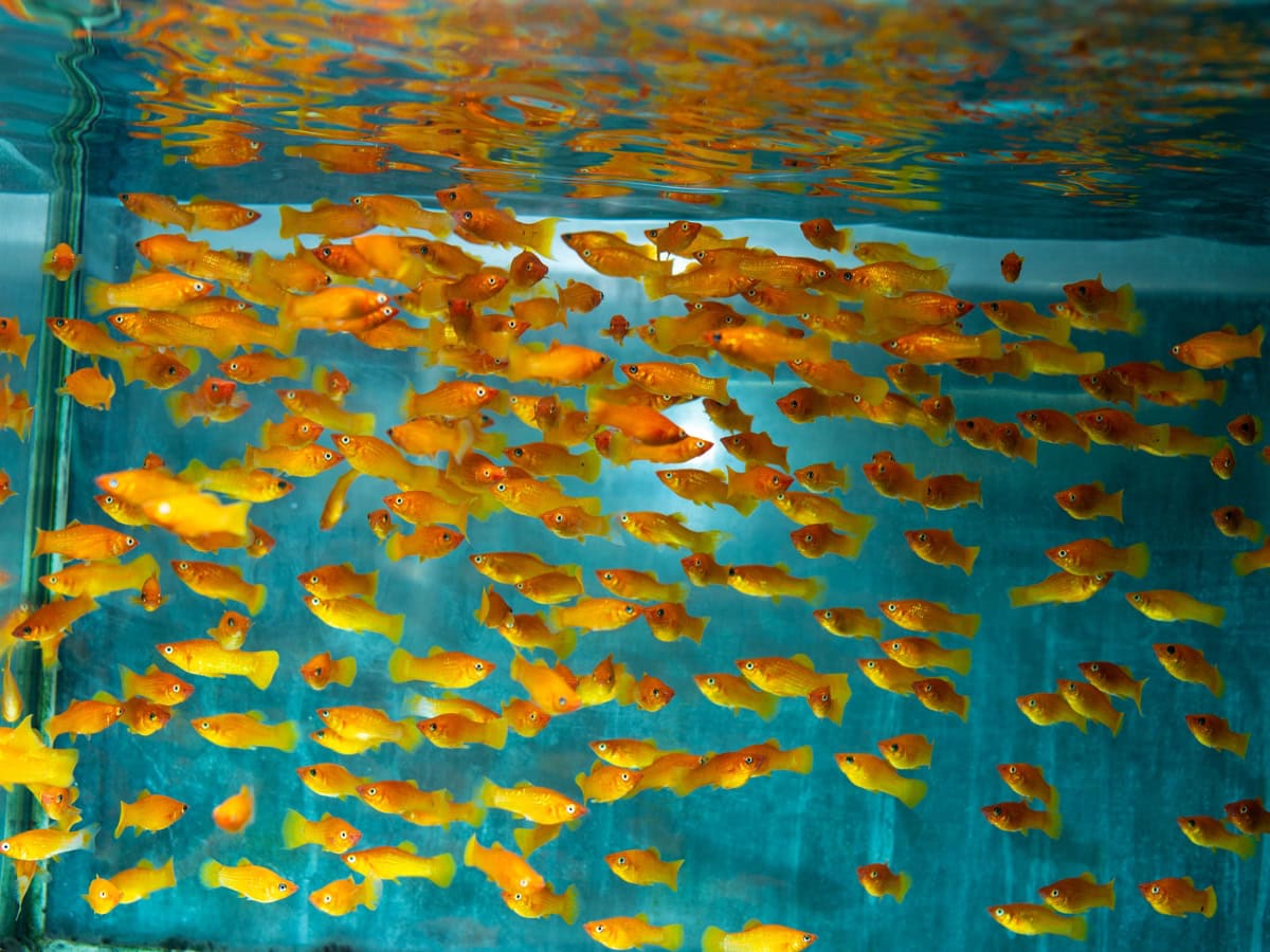 Poecilia sphenops "Orange" - Orangemolly, NZ-VNM