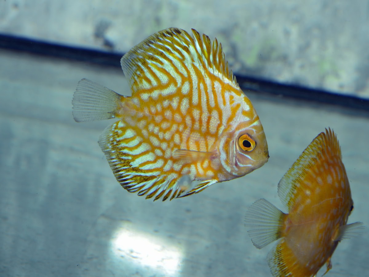 Symphys. aequifasciatus "Pigeon Yellow" - Diskus-Pigeon-Yellow, NZ-VNM