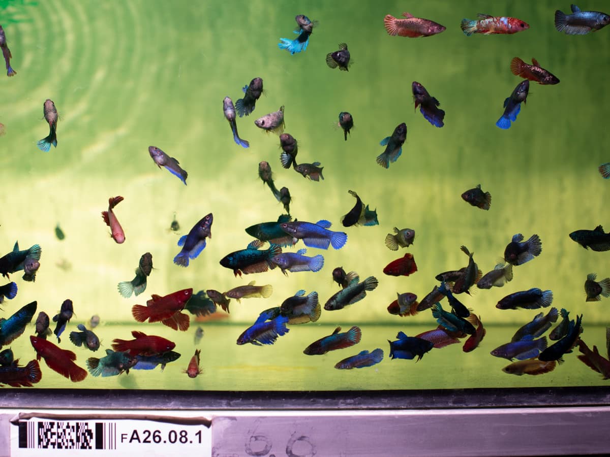 Betta splendens "Weibchen-Mix" - Kampffisch-Weibchen, NZ