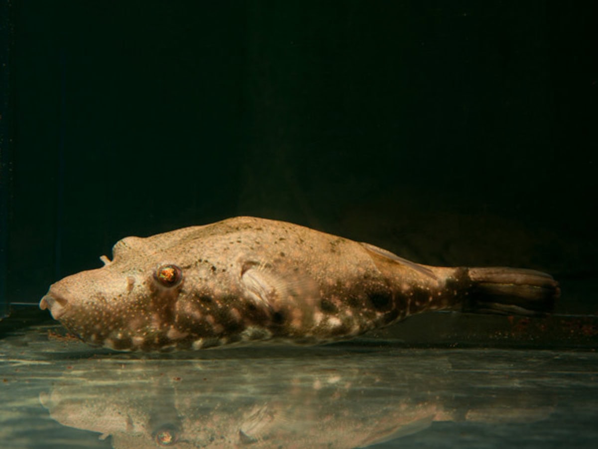 Pao suvattii - Schweinenasen-Kugelfisch, WF