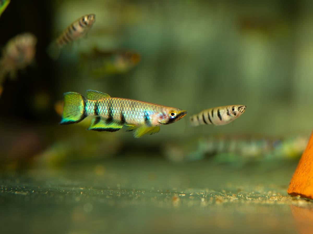 Epiplatys dageti - Querbandhechtling, EUNZ