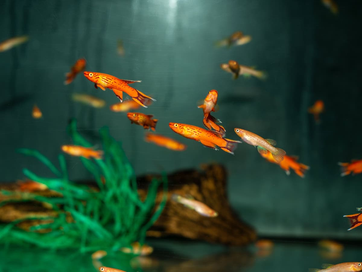 Aphyosemion australe "Gold" - Kap Lopez-Gold, EUNZ