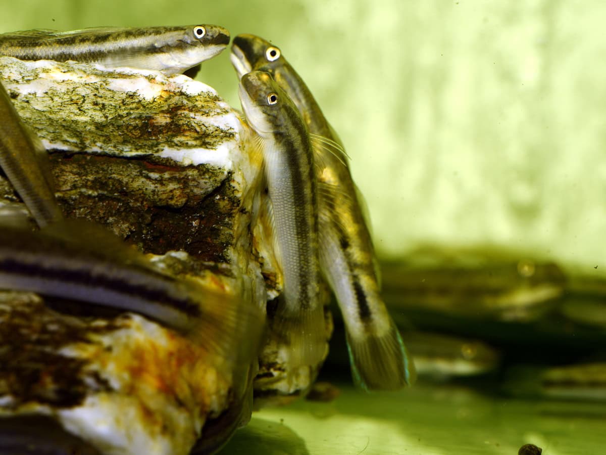 Sicyopterus macrostetholepis - Gelbschwanz-Algengrundel, WF