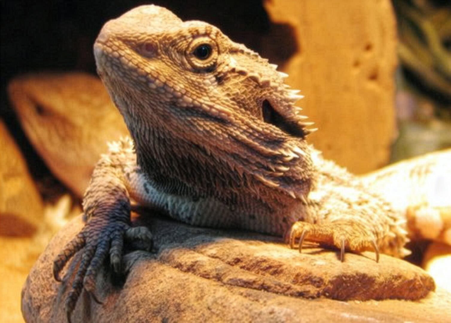 csm bearded dragon 822783 1920 JooJoo41 pixabay
