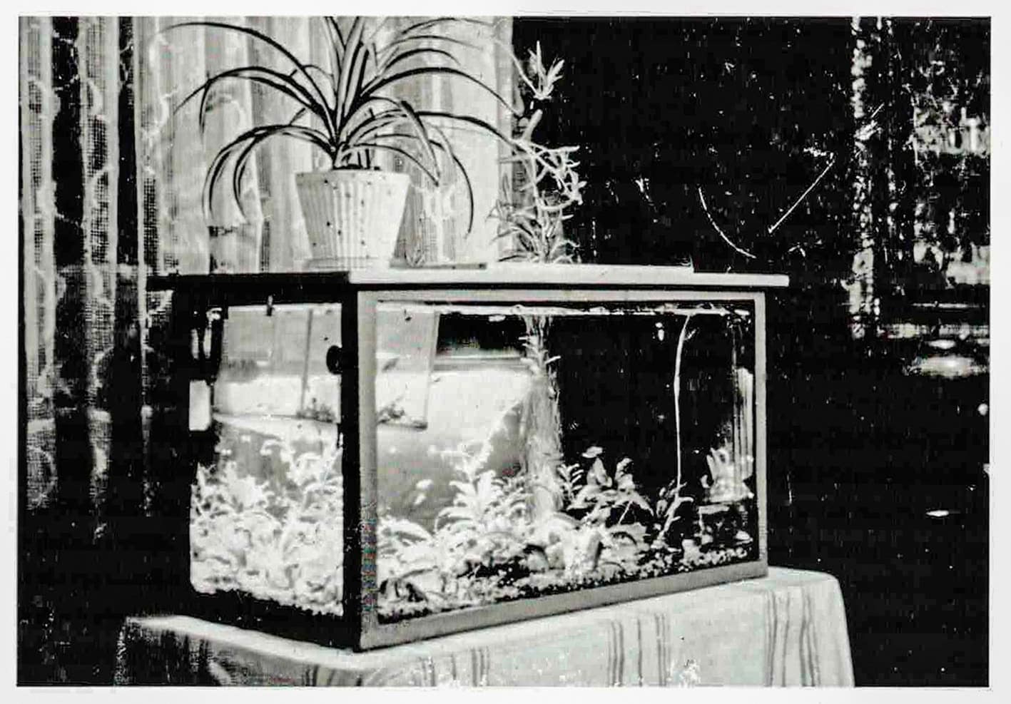 Eine historische Aufnahme: Das erste Aquarium nach den Gurkengläsern. Foto: Rainer Stawikowski