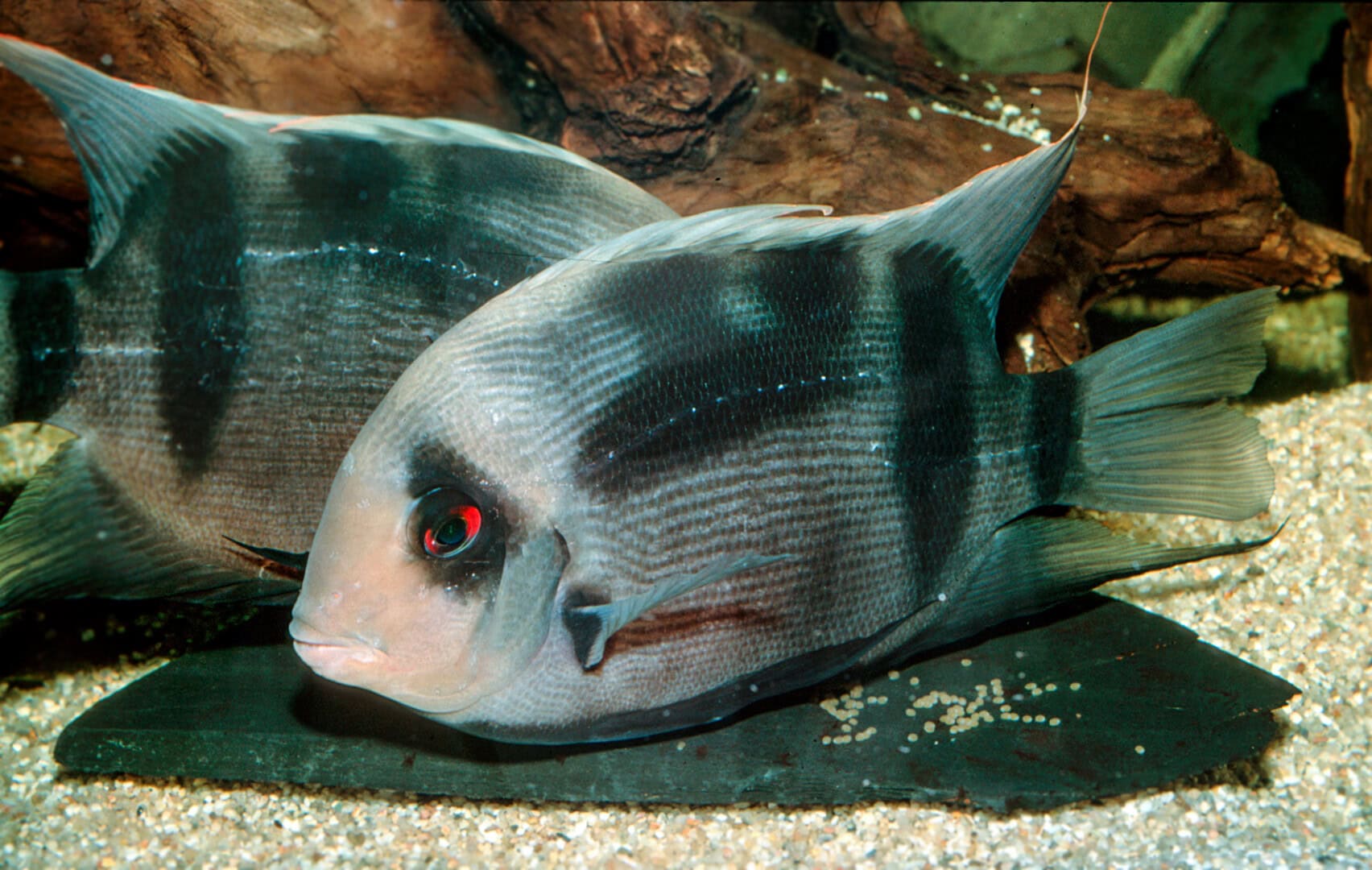 „Rainers Buntbarsch“: ein Paar des Venezolanischen Keilfleckbuntbarsches beim Laichakt. Foto: Rainer Stawikowski