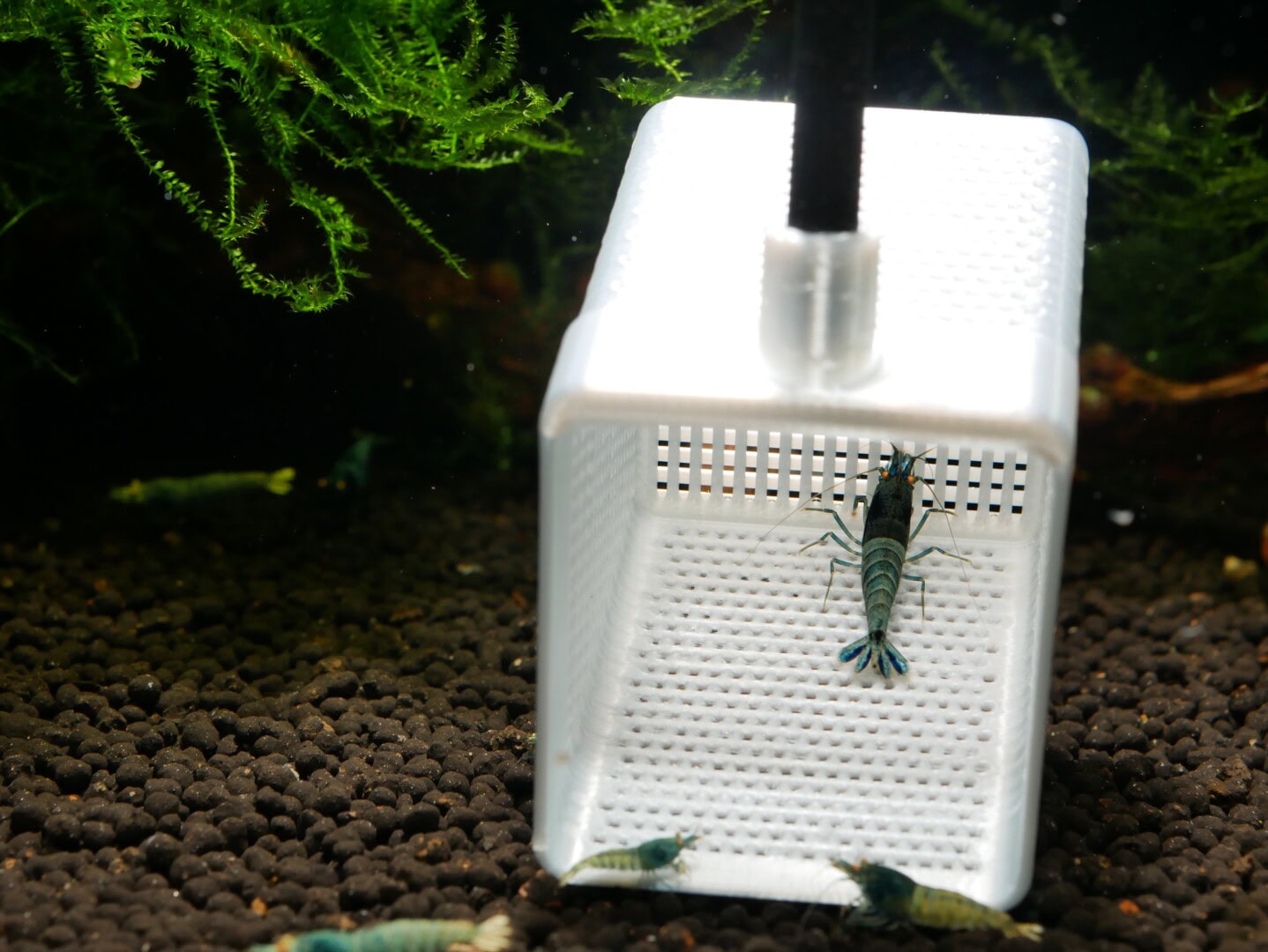 CAR2025 03 S3 Garnelenzucht Selektionszucht 05 1 Eine sogenannte Garnelenschaufel eignet sich ebenfalls zum stressfreien Garnelenfang. Bild: Garnelen4you