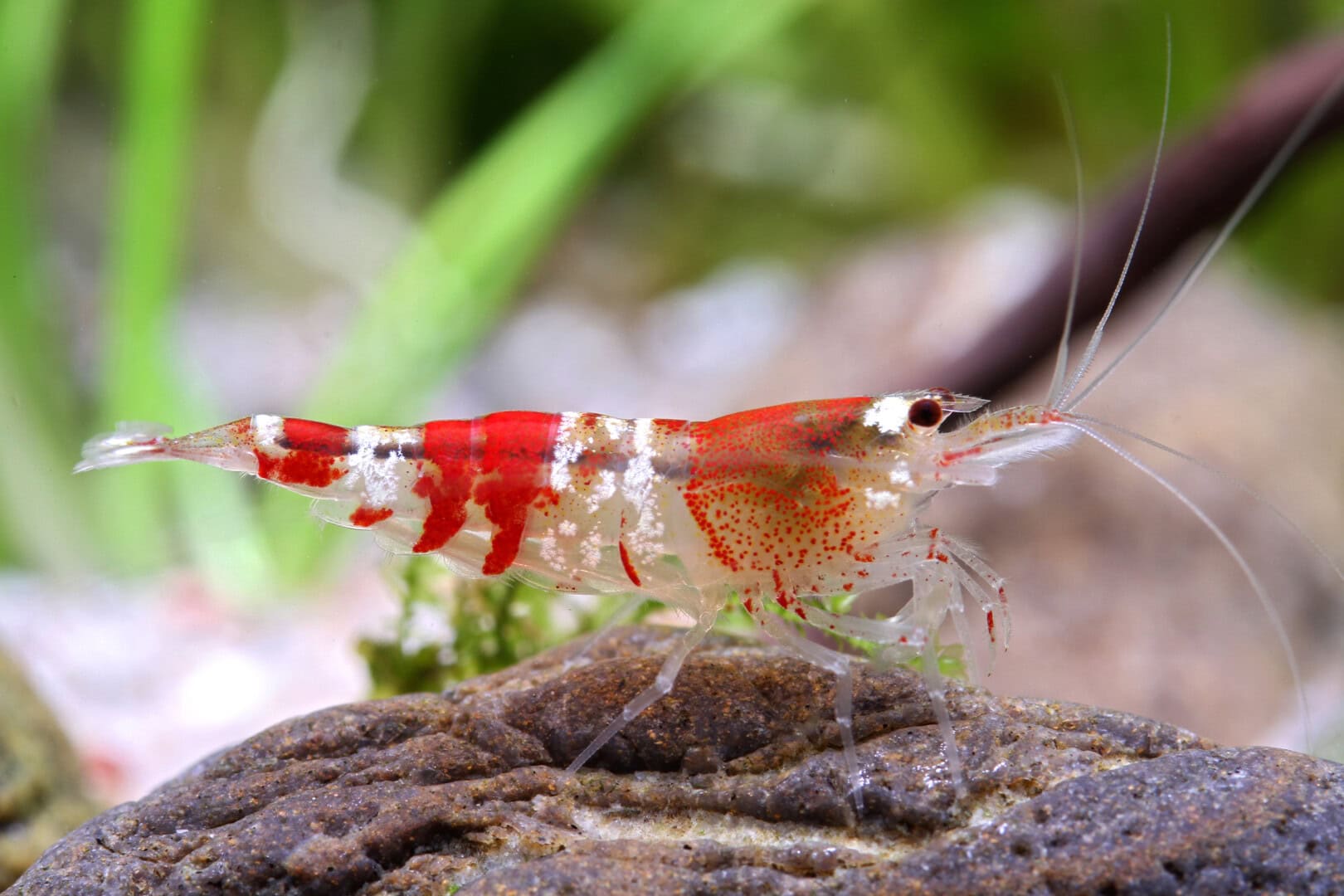 CAR2025 04 S3 Garnelenzucht Selektionszucht 03 1 Dank konsequenter Selektionszucht gelangte man von der wild gemusterten Crystal Red… Foto: Chris Lukhaup