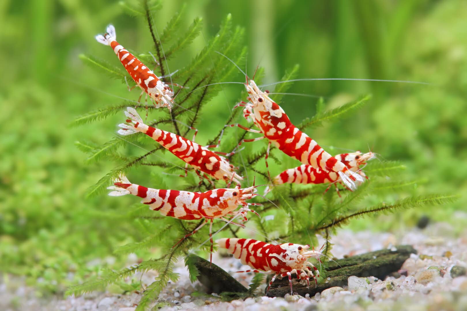 CAR2025 04 S3 Garnelenzucht Selektionszucht 06 1 Eine solch harmonische Gruppe Red Fancy Tiger ist das Ergebnis langer, geduldiger Zuchtauslese. Foto: Chris Lukhaup