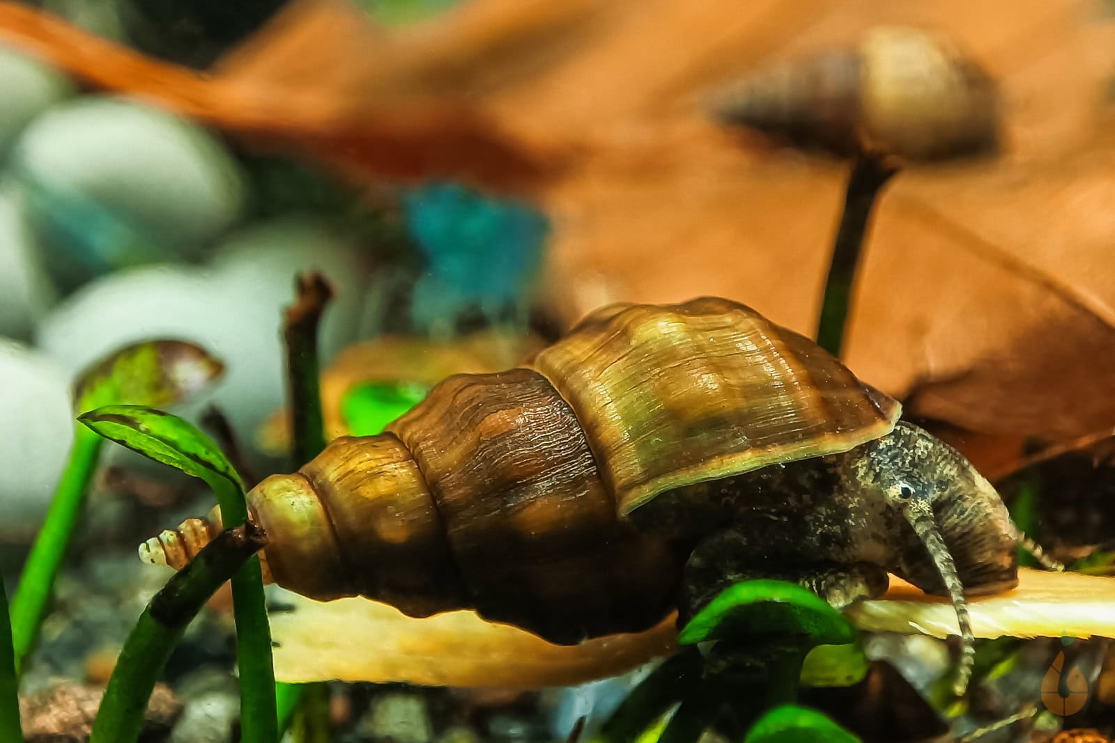 Als guter Resteverwerter kümmert sich die teilweise grabende Schnecke um Futterreste und lockert den Bodengrund. Foto: Daniel Birnbaum (Aqua Birne)