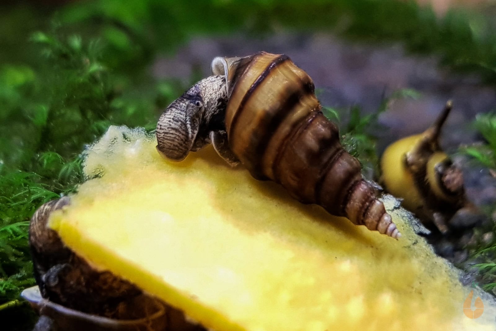 Koreanische Turmdeckelschnecken sind genügsam und sehr friedlich. Foto: Daniel Birnbaum (Aqua Birne)