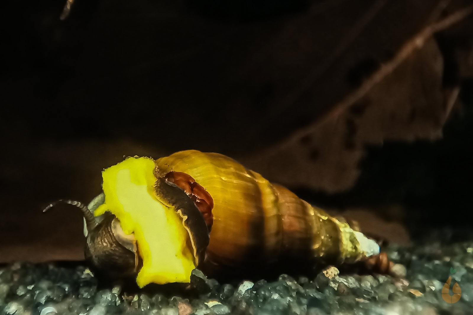 Alles meins – Koreanische TDS lieben Gemüse, fressen aber auch Futterreste, Algenaufwuchs und Biofilme. Foto: Daniel Birnbaum (Aqua Birne)