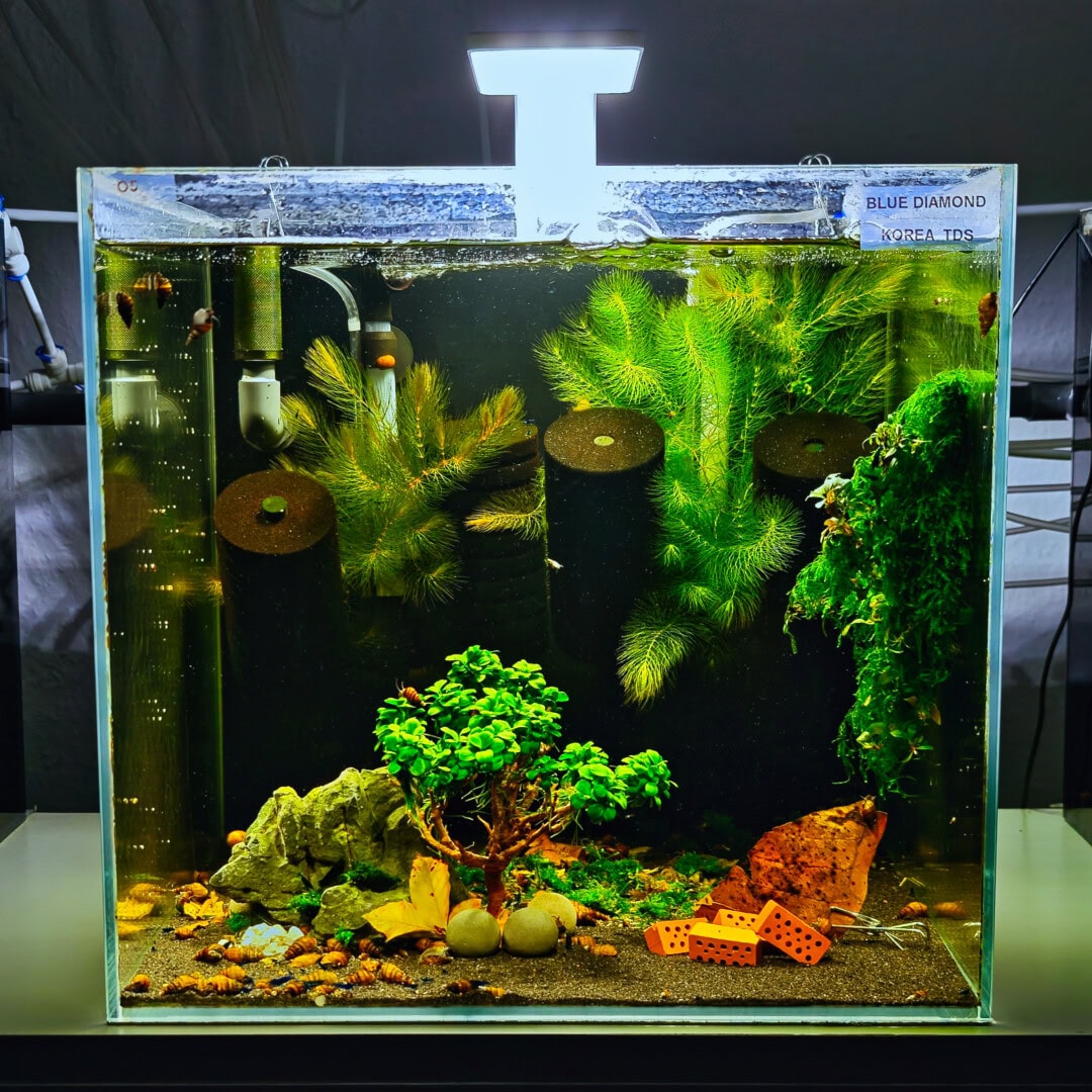 Im Schneckenaquarium sollte immer braunes Laub als dauerhafte Nahrungsquelle vorhanden sein. Foto: Daniel Birnbaum (Aqua Birne)