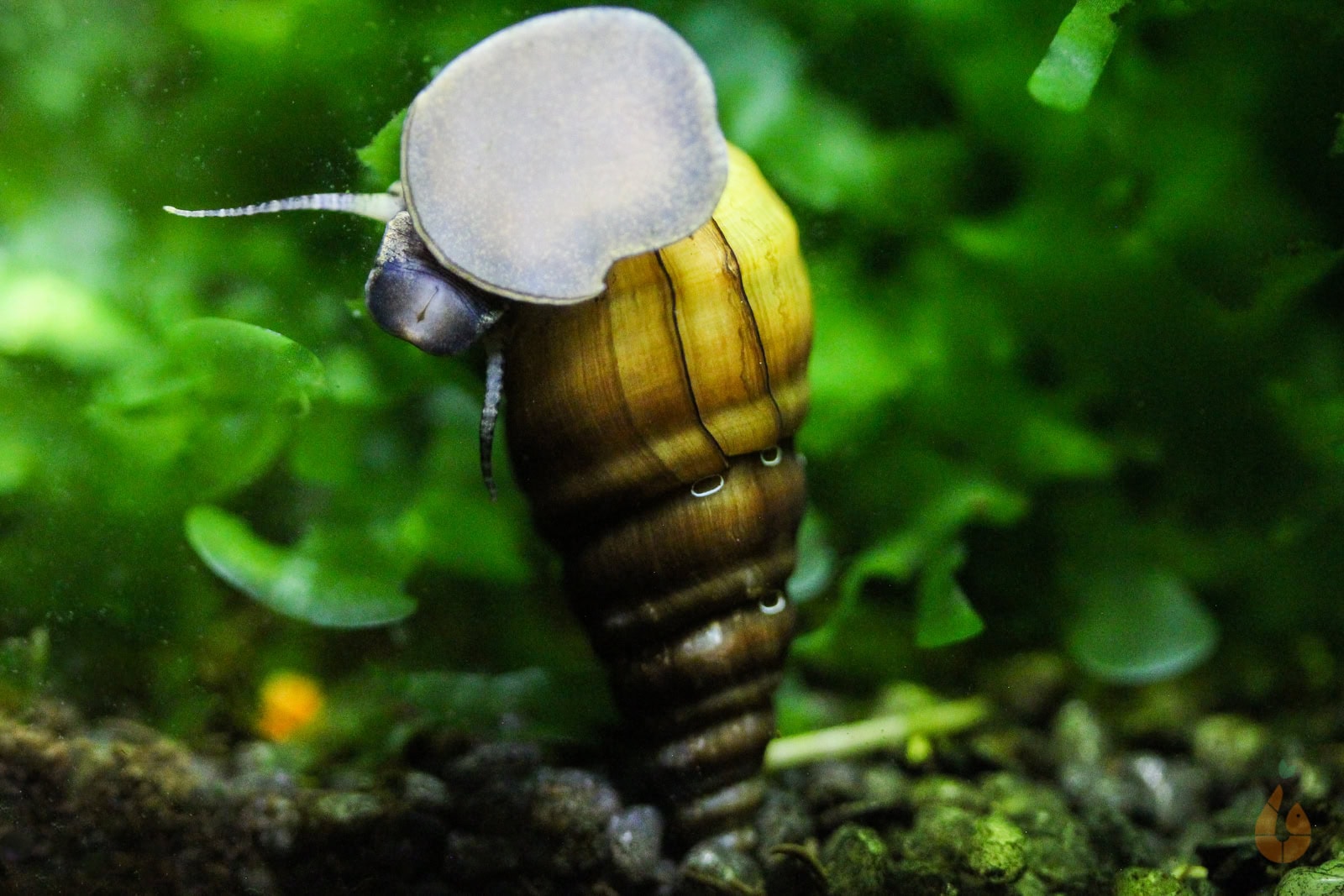Die Koreanische Turmdeckelschnecke ist nicht lichtscheu und lässt sich gut beobachten. Foto: Daniel Birnbaum (Aqua Birne)