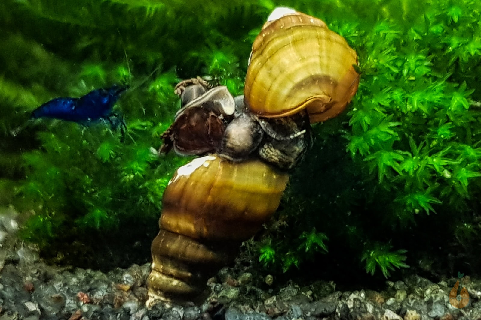 Die getrennt geschlechtlichen Schnecken vermehren sich im Aquarium deutlich langsamer als andere Turmdeckelschnecken. Foto: Daniel Birnbaum (Aqua Birne)