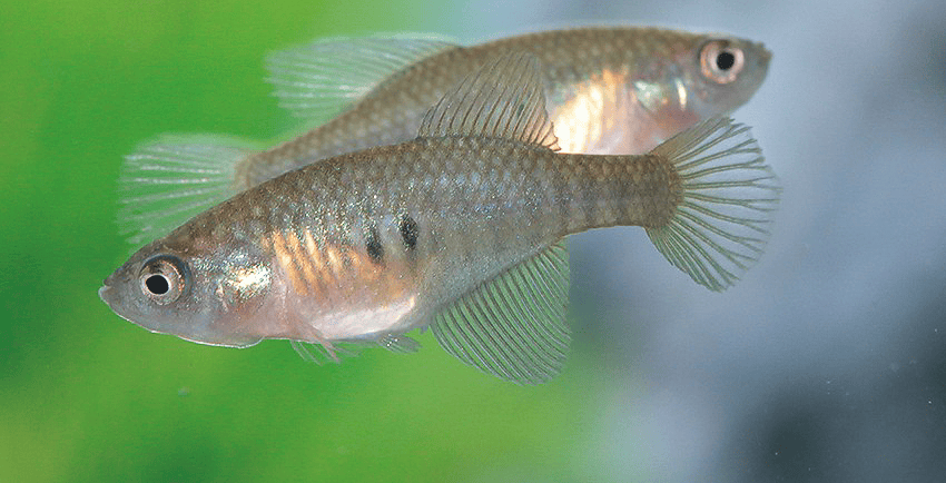 Hypsolebias faouri