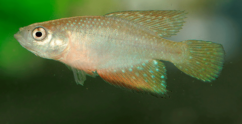 Hypsolebias faouri