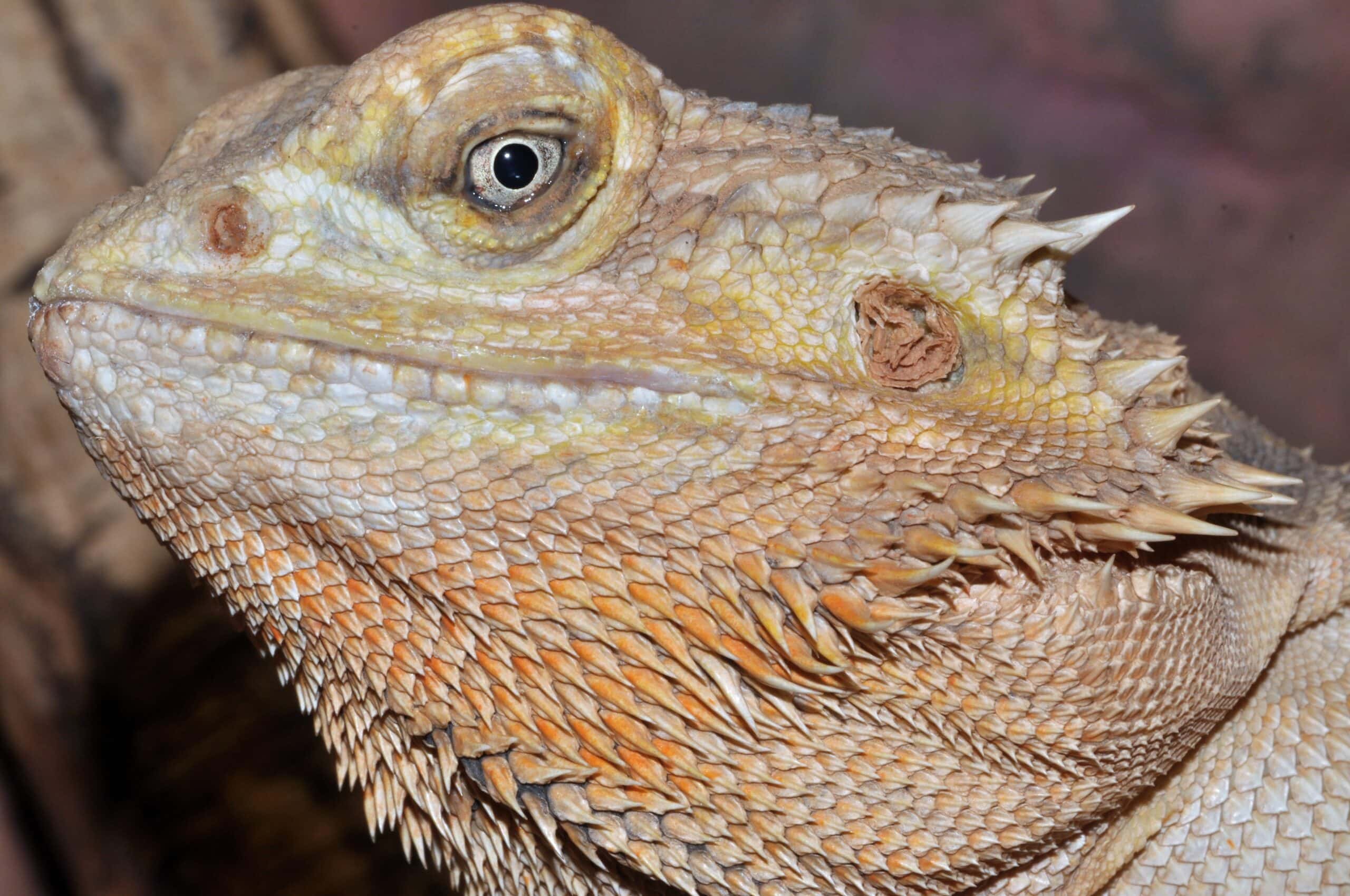 Bartagamen Terrarium reinigen: Der ideale Putzplan für gesunde Reptilien