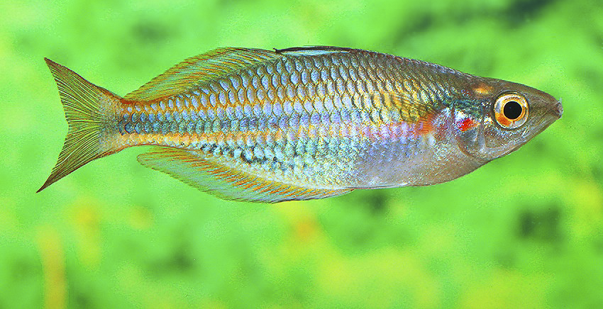 Melanotaenia picta