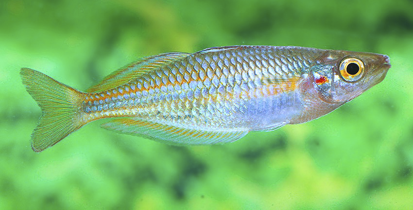 Melanotaenia picta