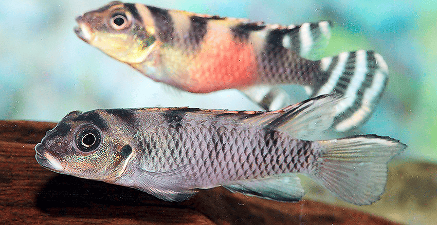 Nanochromis transvestitus