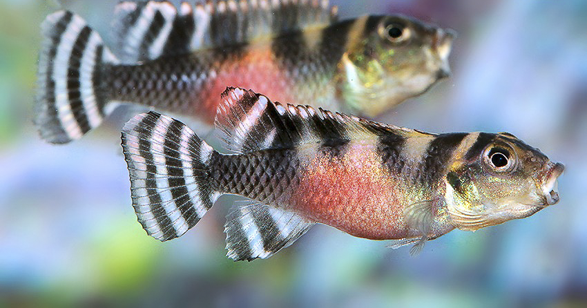 Nanochromis transvestitus
