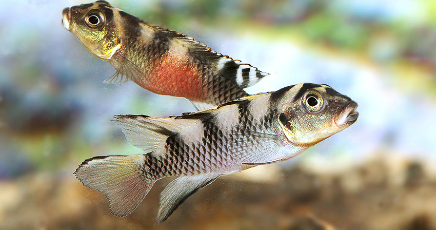 Nanochromis transvestitus