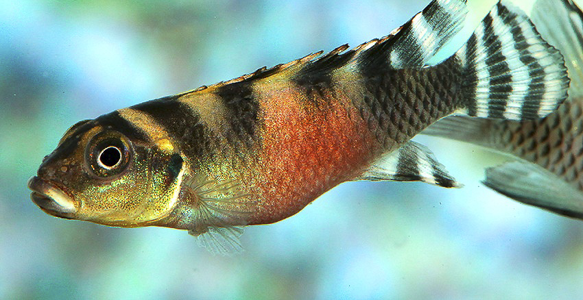 Nanochromis transvestitus