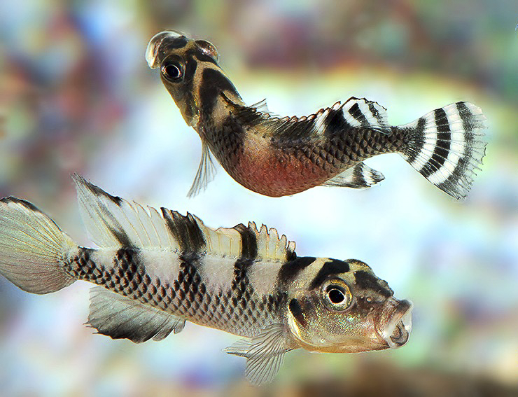 Nanochromis transvestitus