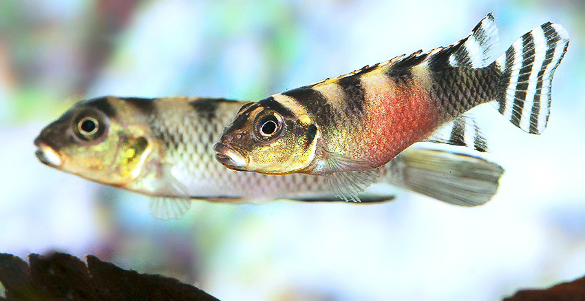 Nanochromis transvestitus