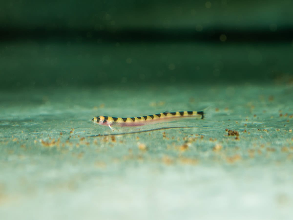 ZC809 Pangio cuneovirgata - Zwerg-Dornauge, WF-RARITÄT