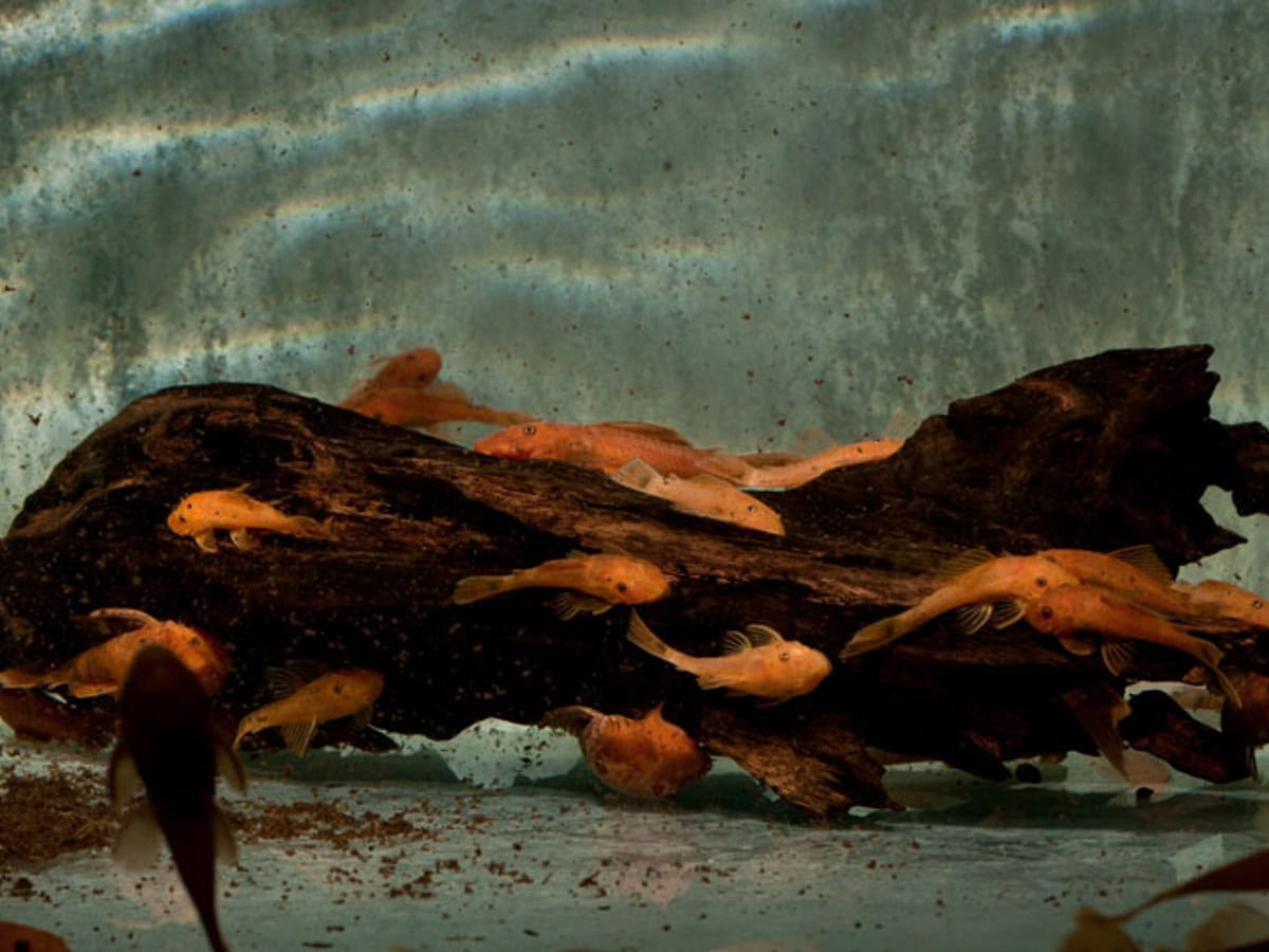 ZE047 Ancistrus sp. "Rot" - Antennenwels-Rot, DNZ